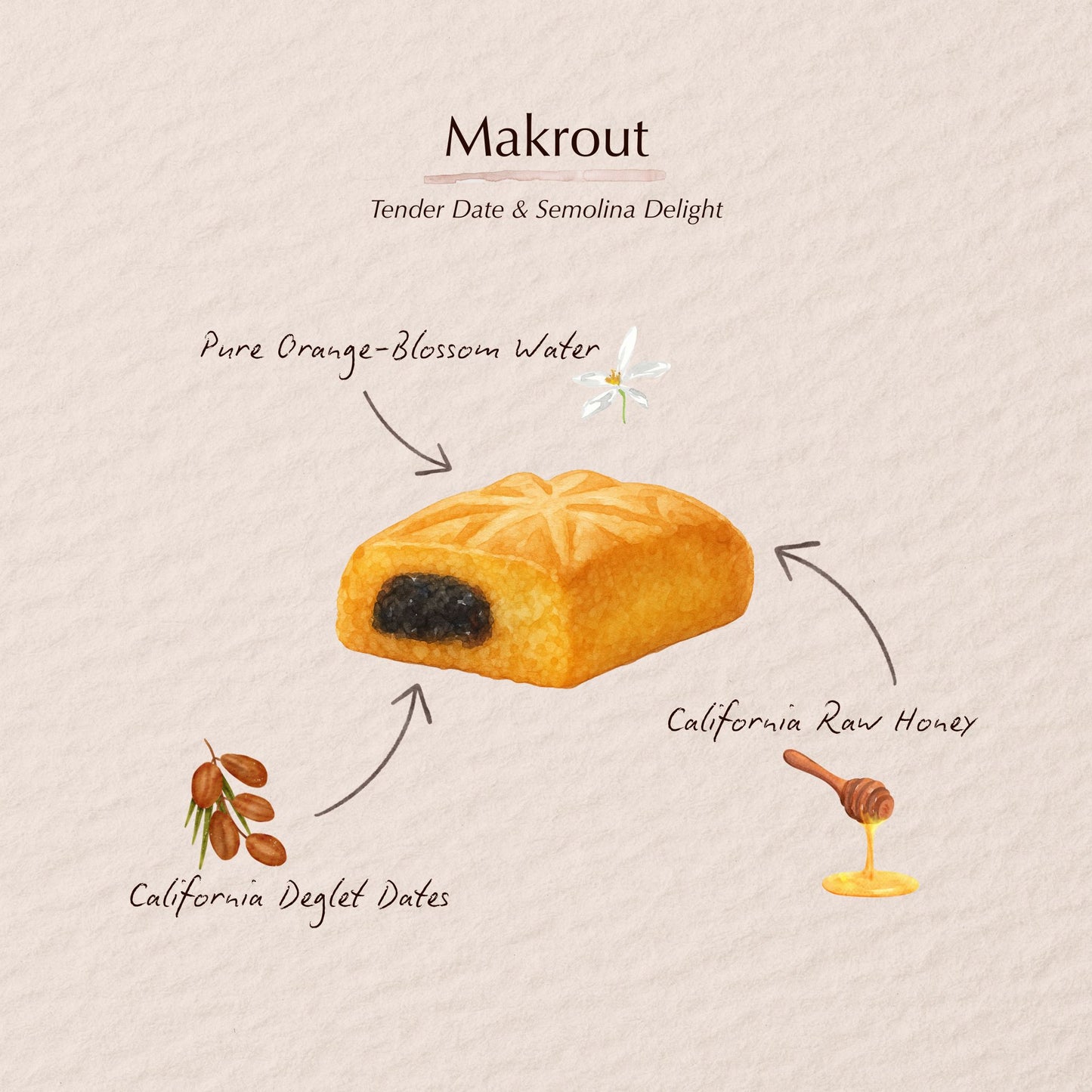 Watercolor illustration of a Makrout pastry flavor profile. Lawza Bakery - Bay Area, California.