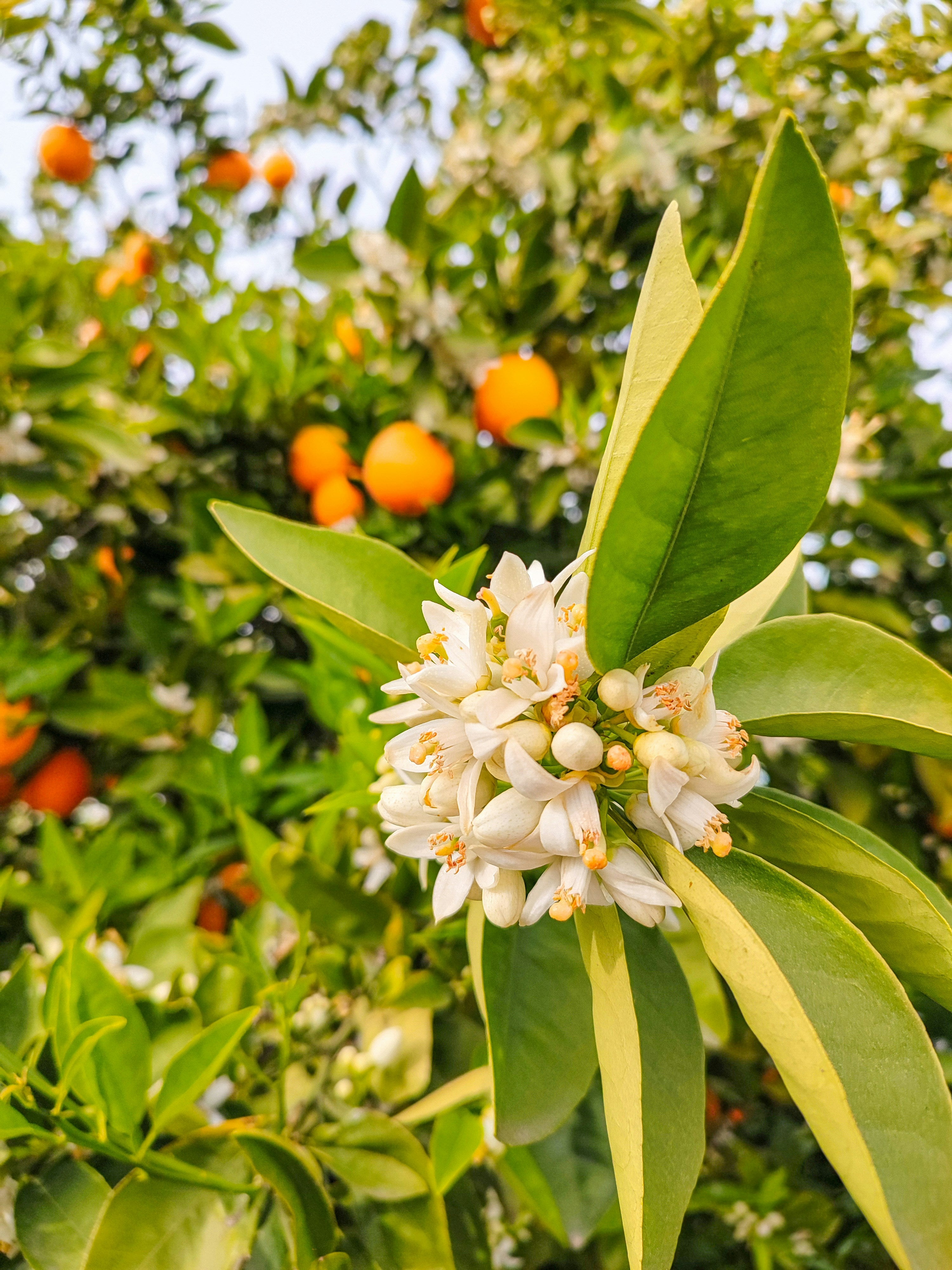 100% natural orange-blossom water
