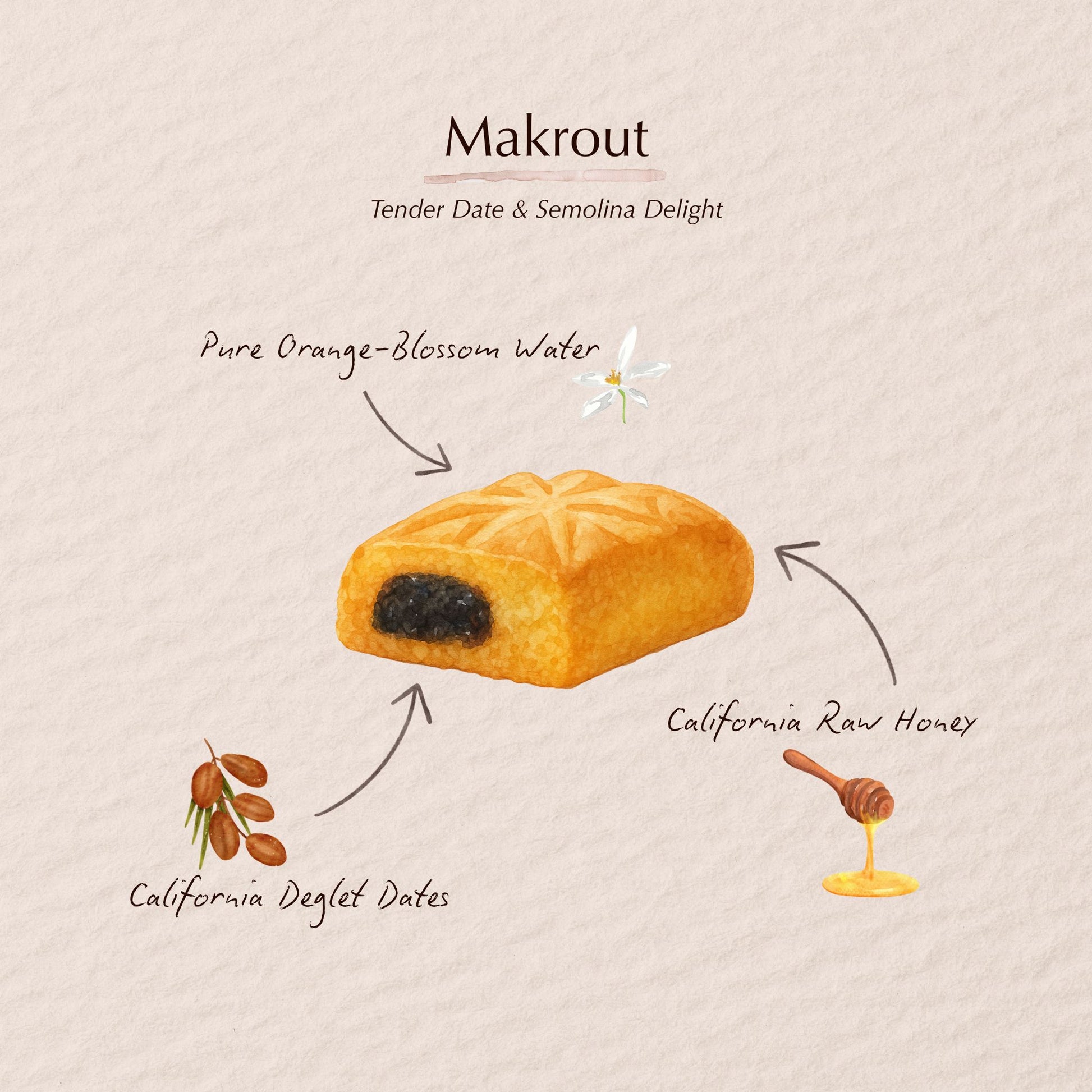 Watercolor illustration of a Makrout pastry flavor profile. Lawza Bakery - Bay Area, California.