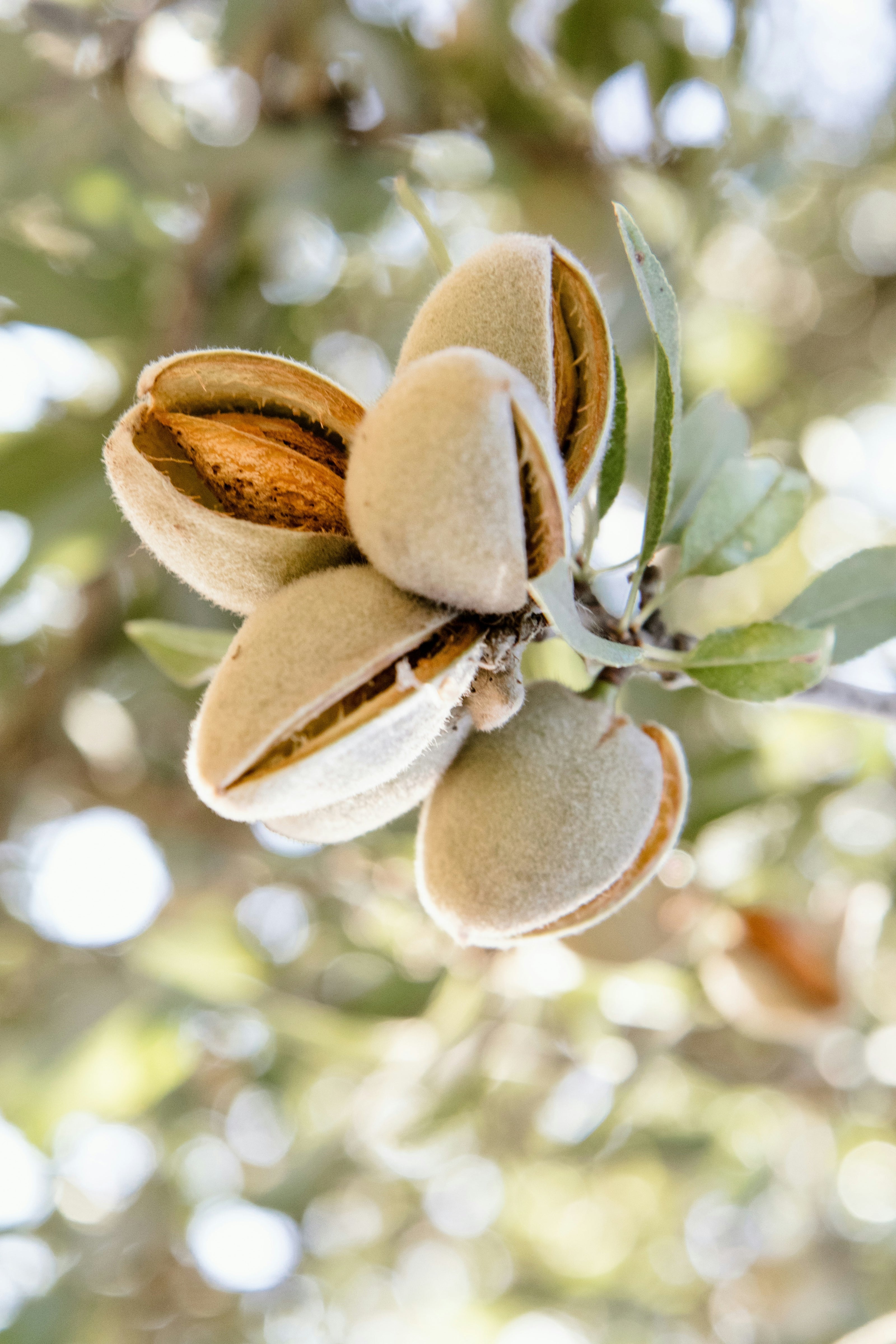 Almonds on a tree branch with a blurred natural background. Lawza Moroccan Bakery Bay Area.