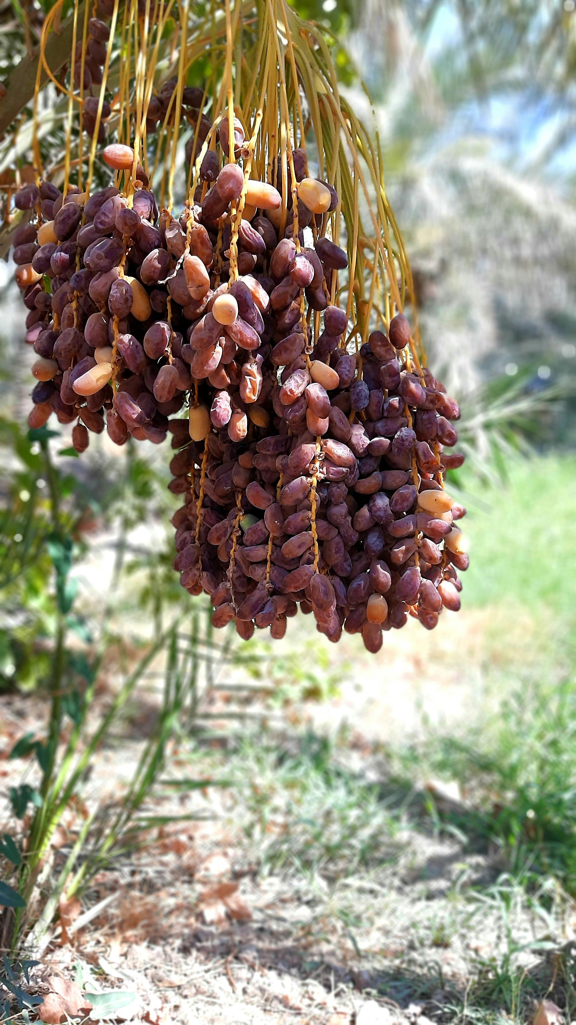Dates hanging from a palm tree with a natural background. Lawza Moroccan Bakery Bay Area.